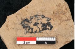 Foto (Detailansicht) von Sequoia hardtii Endl. (NHMW-GEO-2024-0188-8242)